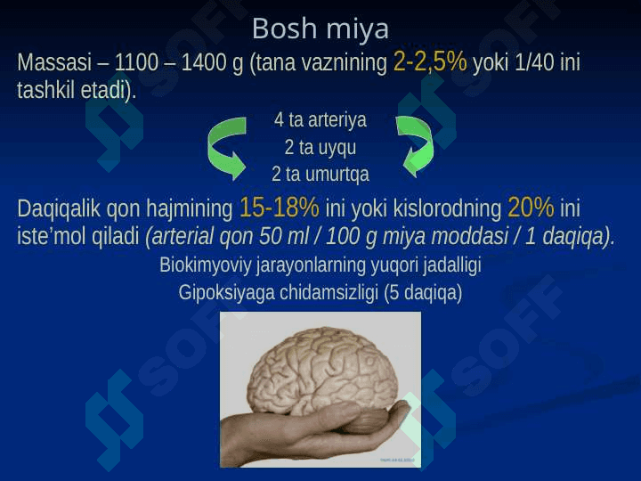 Bosh sohasi miya qismining klinik anatomiyasi 3