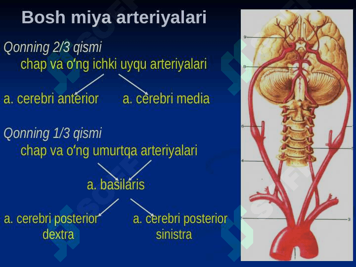 Bosh sohasi miya qismining klinik anatomiyasi 4