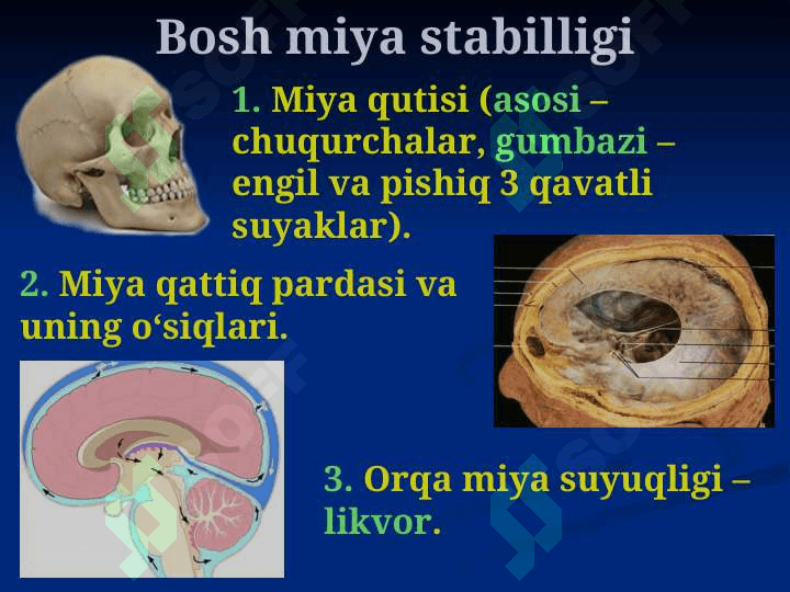Bosh sohasi miya qismining klinik anatomiyasi 5