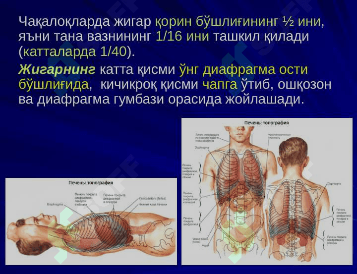ЖИГАР, БИЛИАР ТИЗИМ ва ОШҚОЗОН  ОСТИ  БЕЗИ ЖАРРОҲЛИК  АНАТОМИЯСИ 3