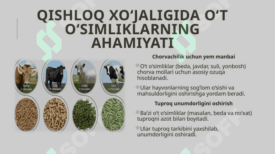 Qishloq xo‘jaligida ishlatiladigan o‘t o‘simliklar 4