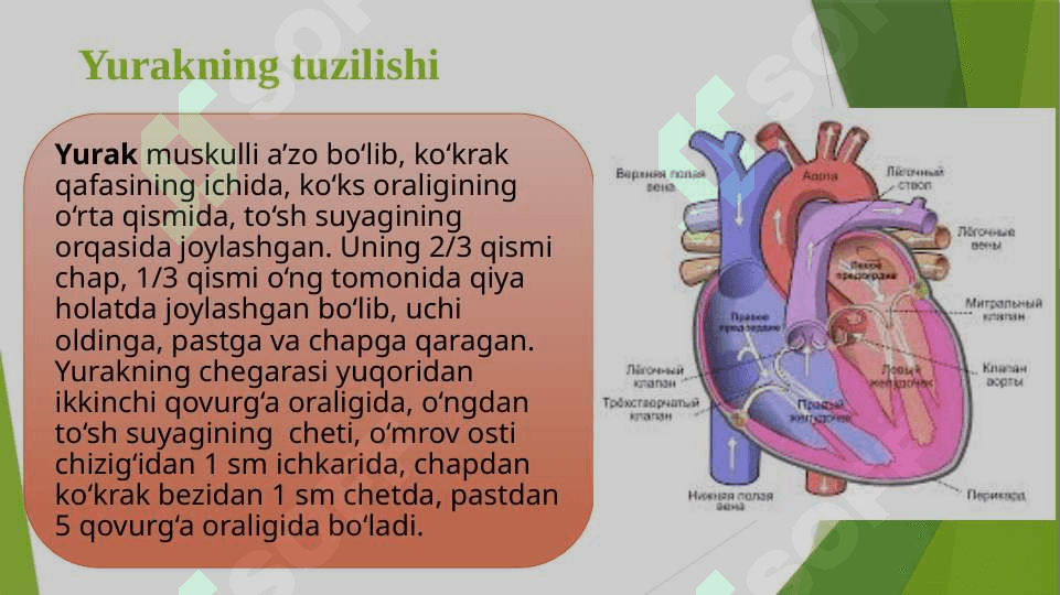 YURAK – QON TOMIRLARI TIZIMI TUZILISHI 5