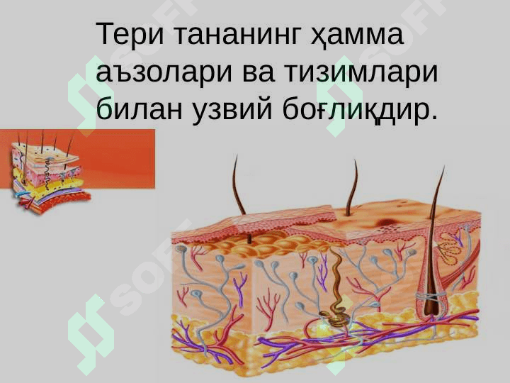 Тери, тери ости ёғ қаватининг болалардаги анатомо-физиологик хусусиятлари.BKP 3