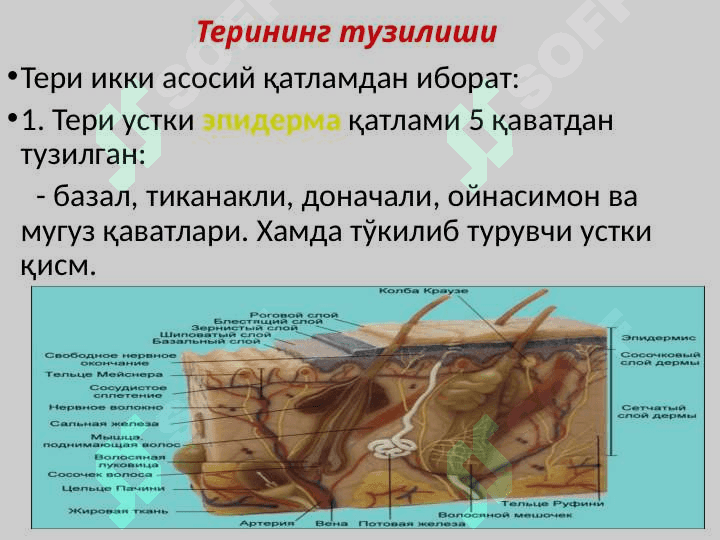 Тери, тери ости ёғ қаватининг болалардаги анатомо-физиологик хусусиятлари.BKP 4