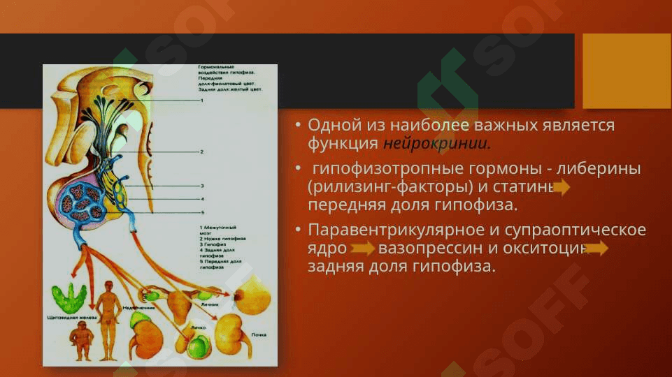 Гипоталамический синдром 4
