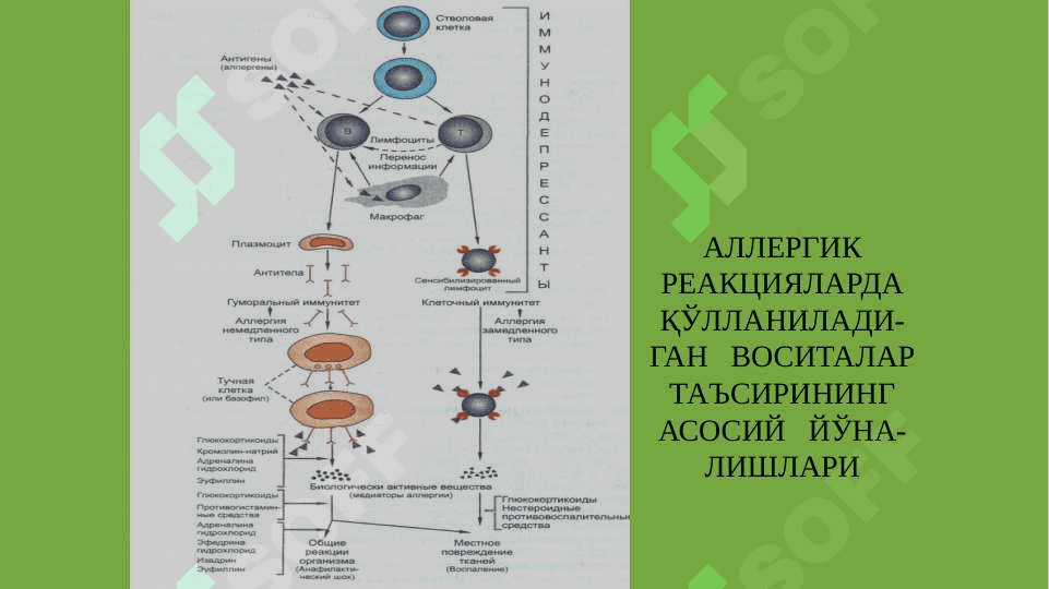 Аллергияга карши воситалар. Иммун тизимга таъсир этувчи воситалар 5