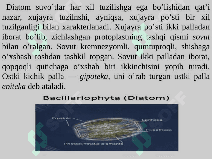 Diatom suvo'tlar bo'limi 4