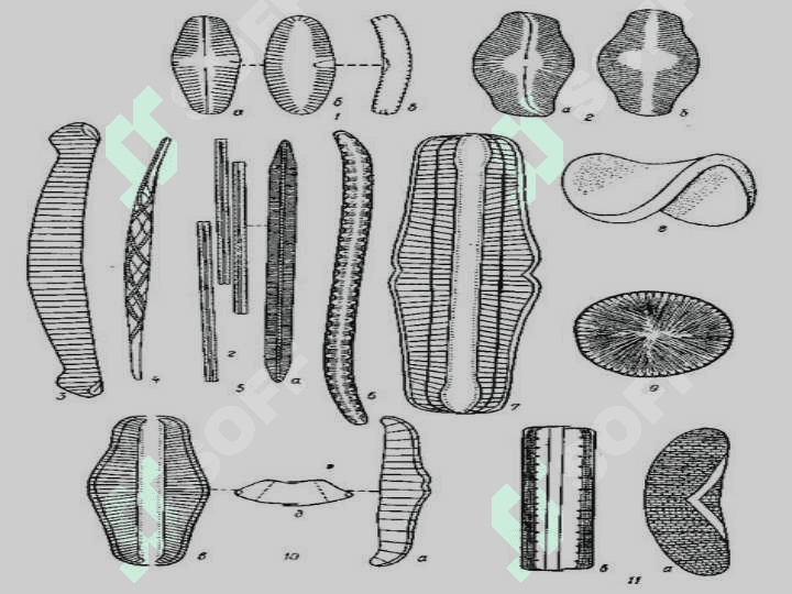 Diatom suvo'tlar bo'limi 7