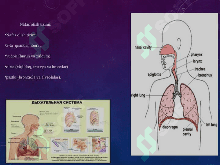 Bolalarda nafas olish tizimi va jaroxatlanish semiotikasi. Nafas olish kasalliklarining asosiy sindromlari. Nafas organlarining obstruksiya sindromi. Nafas yetishmovchilik sindromi darajalari. 4