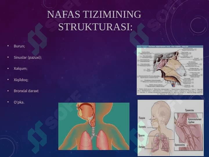 Bolalarda nafas olish tizimi va jaroxatlanish semiotikasi. Nafas olish kasalliklarining asosiy sindromlari. Nafas organlarining obstruksiya sindromi. Nafas yetishmovchilik sindromi darajalari. 5