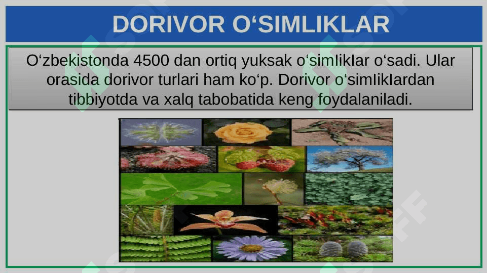O‘ZBEKISTONDA KENG TARQALGAN DORIVOR VA ZAHARLI  O‘SIMLIKLAR 2