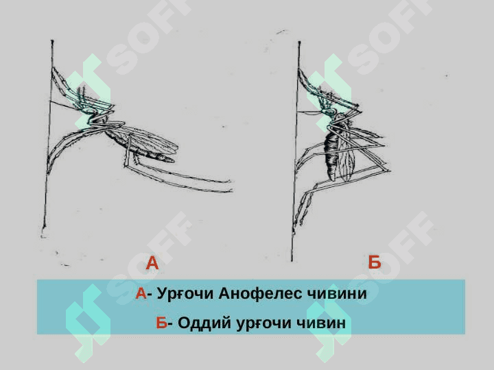 БЕЗГАК (МАЛЯРИЯ, MALARIA) 7