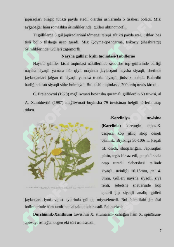 Darilik  qásiyetlerine  iye  bolǵan Quramalı gúlliler tuqımlası  wákilleri 7
