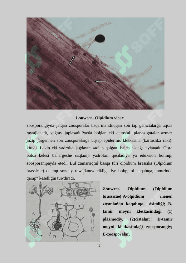 Tómen dárejeli zamarrıqlar wákilleriniń dúzilisi hám  olardıń  xalıq xojalıǵındaǵı áhmiyeti 7
