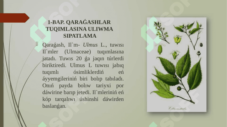 «Qaraqalpaqstanda Ulmaceae L., tuqimlası wákilleriniń  biologiyasın úyreniw hám onı mektep oqıwshılarına úyretiw» 5