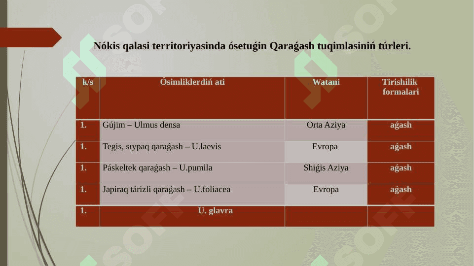 «Qaraqalpaqstanda Ulmaceae L., tuqimlası wákilleriniń  biologiyasın úyreniw hám onı mektep oqıwshılarına úyretiw» 8