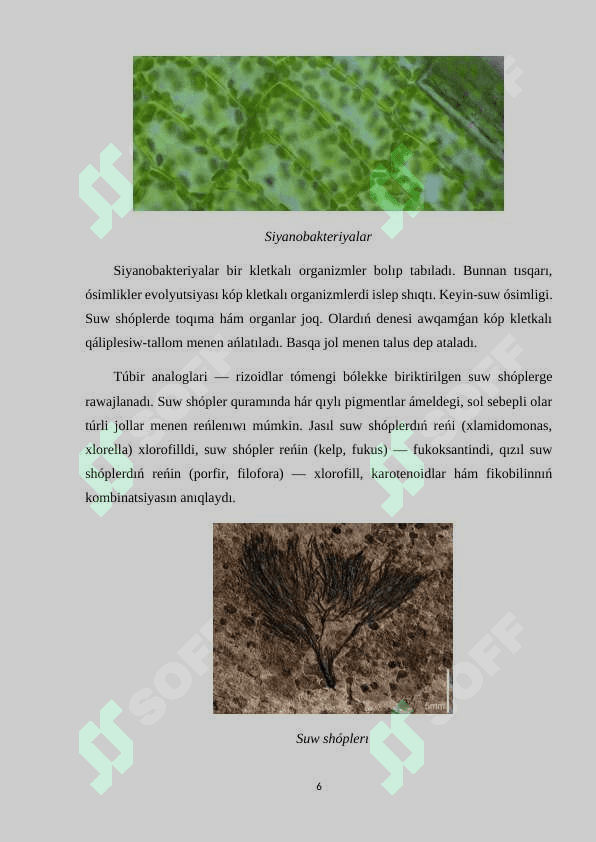 Ósimlikler evolyutsiyası 6