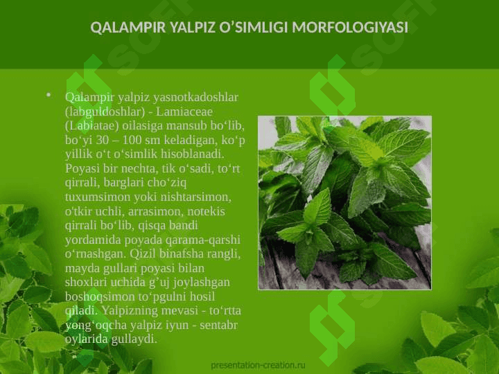 Qalampir yalpiz Mentha Piperita L. o'simligining ishlatilishi dorivor preparatlari kimyoviy tarkibi o'stirish texnologiyasi 3
