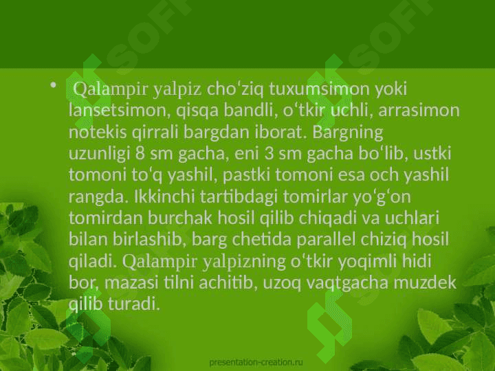 Qalampir yalpiz Mentha Piperita L. o'simligining ishlatilishi dorivor preparatlari kimyoviy tarkibi o'stirish texnologiyasi 4