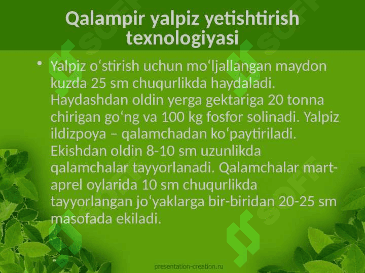 Qalampir yalpiz Mentha Piperita L. o'simligining ishlatilishi dorivor preparatlari kimyoviy tarkibi o'stirish texnologiyasi 5