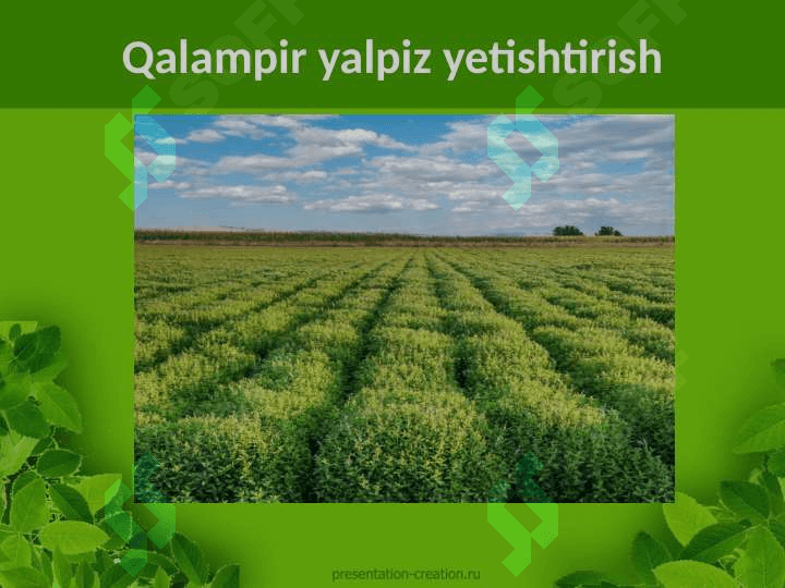 Qalampir yalpiz Mentha Piperita L. o'simligining ishlatilishi dorivor preparatlari kimyoviy tarkibi o'stirish texnologiyasi 6