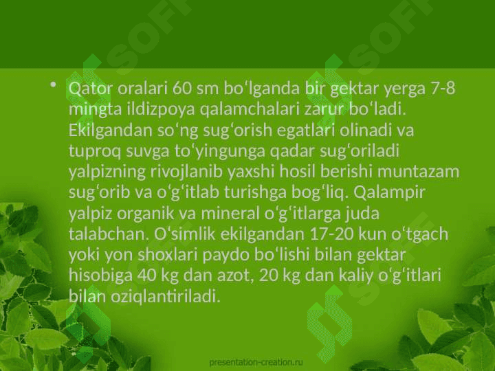 Qalampir yalpiz Mentha Piperita L. o'simligining ishlatilishi dorivor preparatlari kimyoviy tarkibi o'stirish texnologiyasi 7