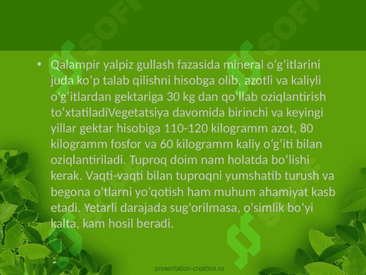 Qalampir yalpiz Mentha Piperita L. o'simligining ishlatilishi dorivor preparatlari kimyoviy tarkibi o'stirish texnologiyasi 8