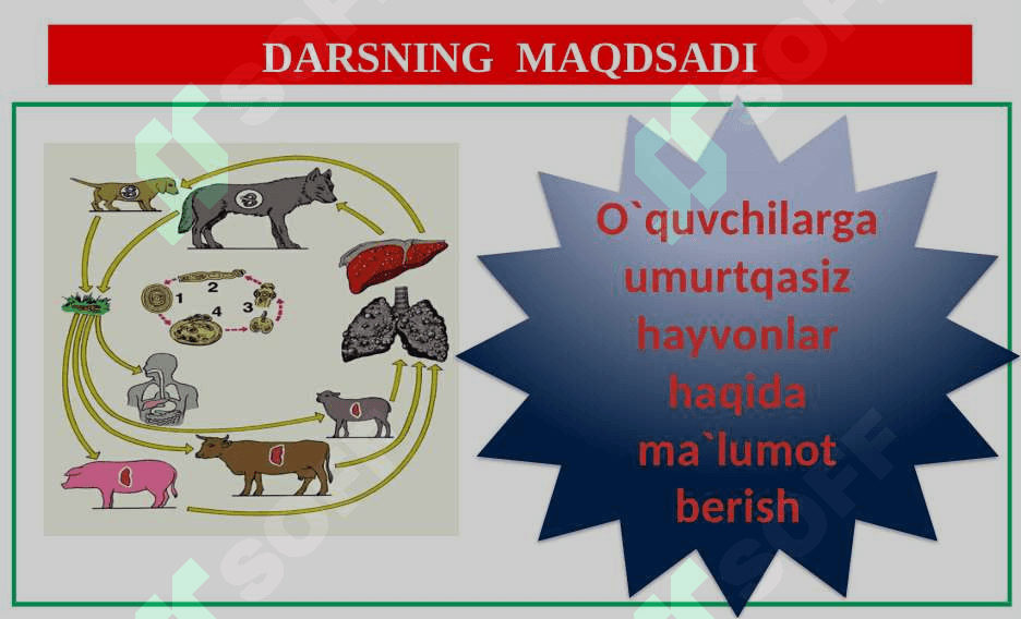 ,,Umurtqasiz hayvonlarning xilma-xilligi`` mavzusida 1-soatlik dars uchun taqdimoti 2