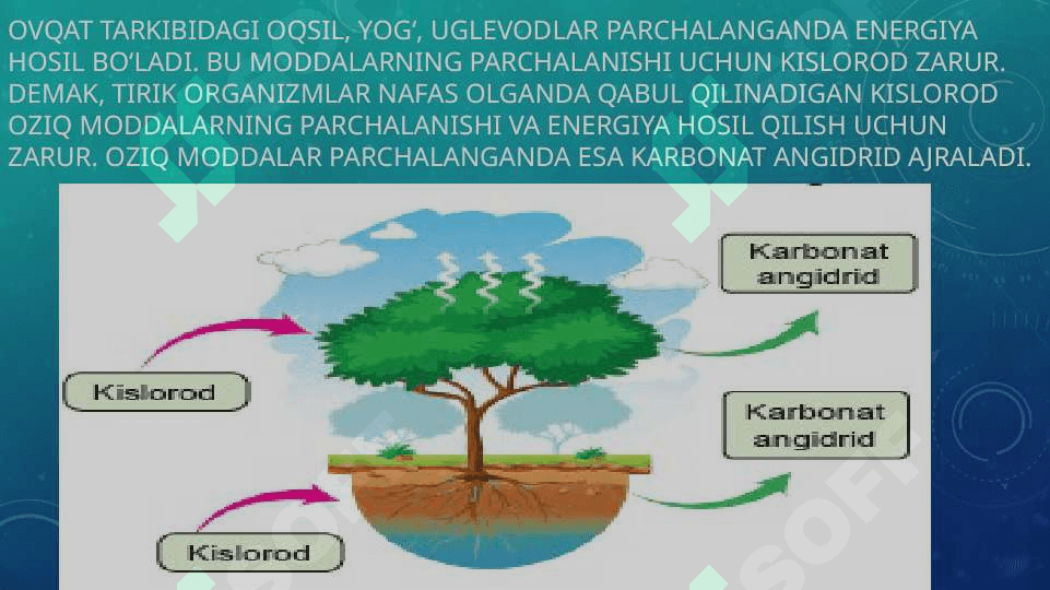 TIRIK ORGANIZMLARNING NAFAS OLISHI 2