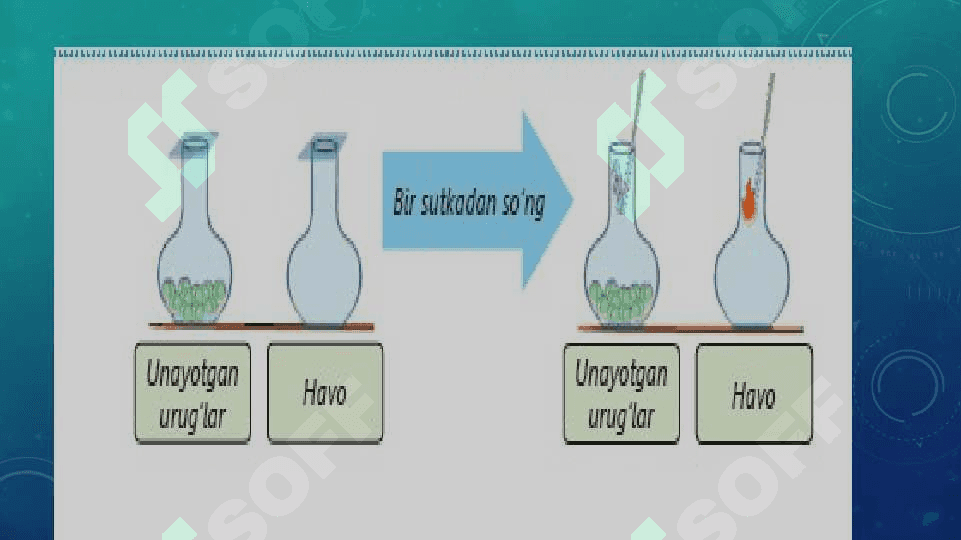 TIRIK ORGANIZMLARNING NAFAS OLISHI 3