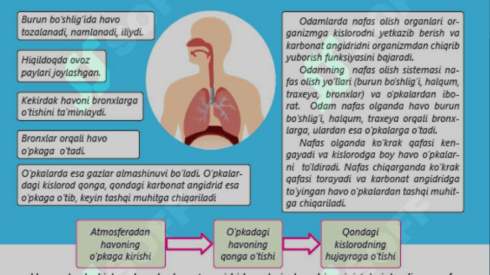 TIRIK ORGANIZMLARNING NAFAS OLISHI 4