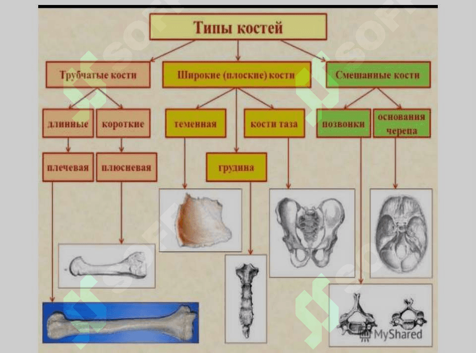 Tana skeleti tuzilishi 6