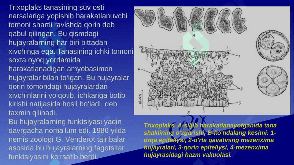 Plastinkalilar, G’ovaktanlilar va Taroqsimonlar tiplari 4