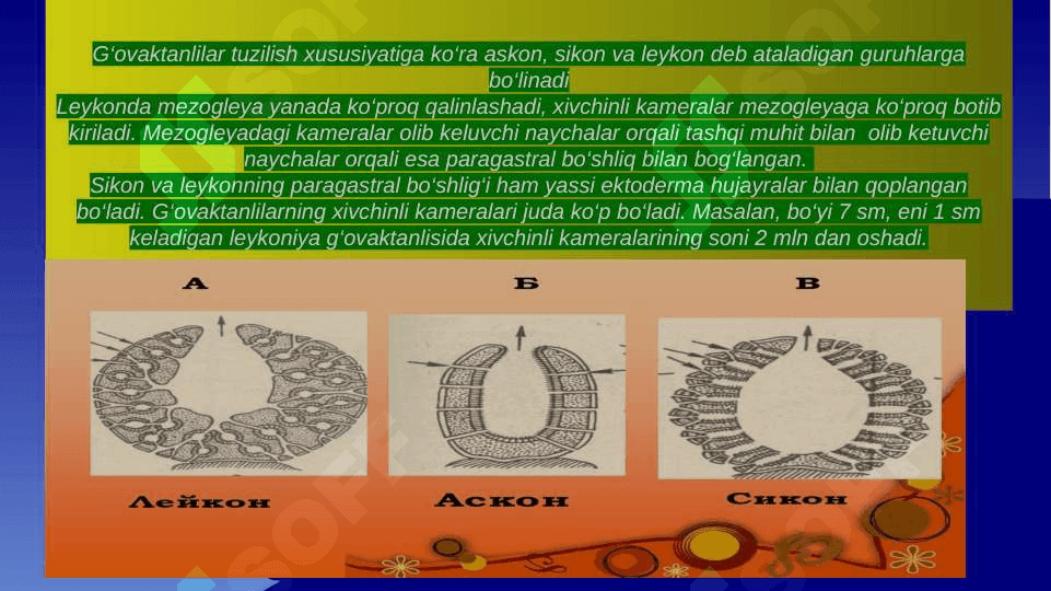 Plastinkalilar, G’ovaktanlilar va Taroqsimonlar tiplari 7