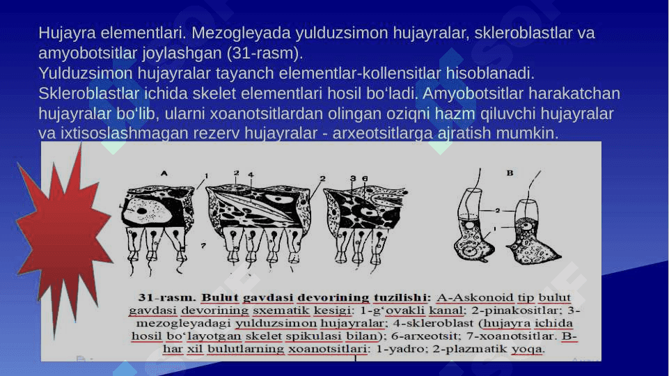 Plastinkalilar, G’ovaktanlilar va Taroqsimonlar tiplari 8