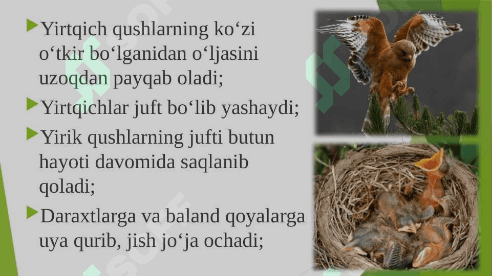Yirtqich qushlar 3