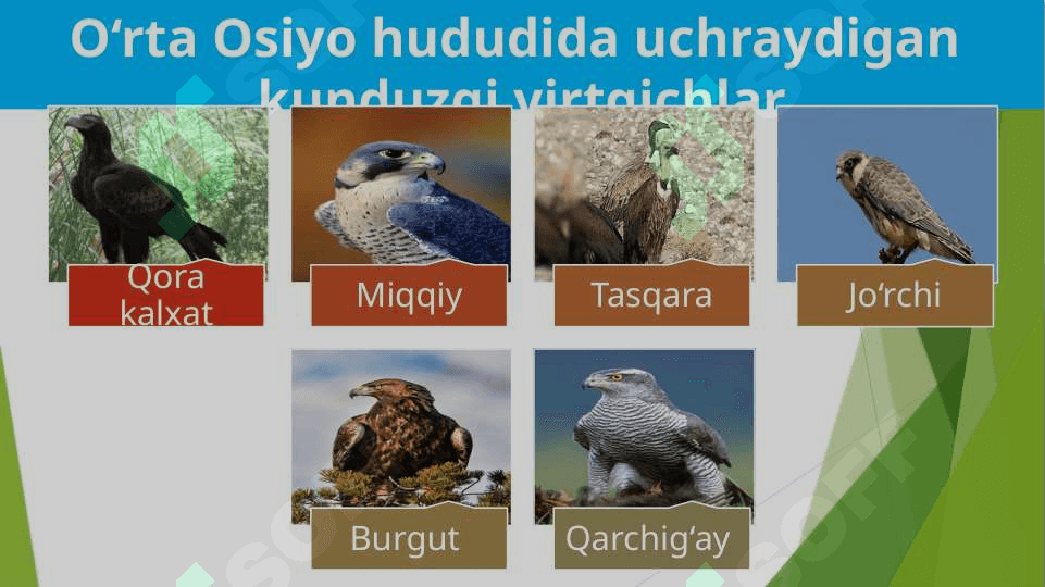 Yirtqich qushlar 4