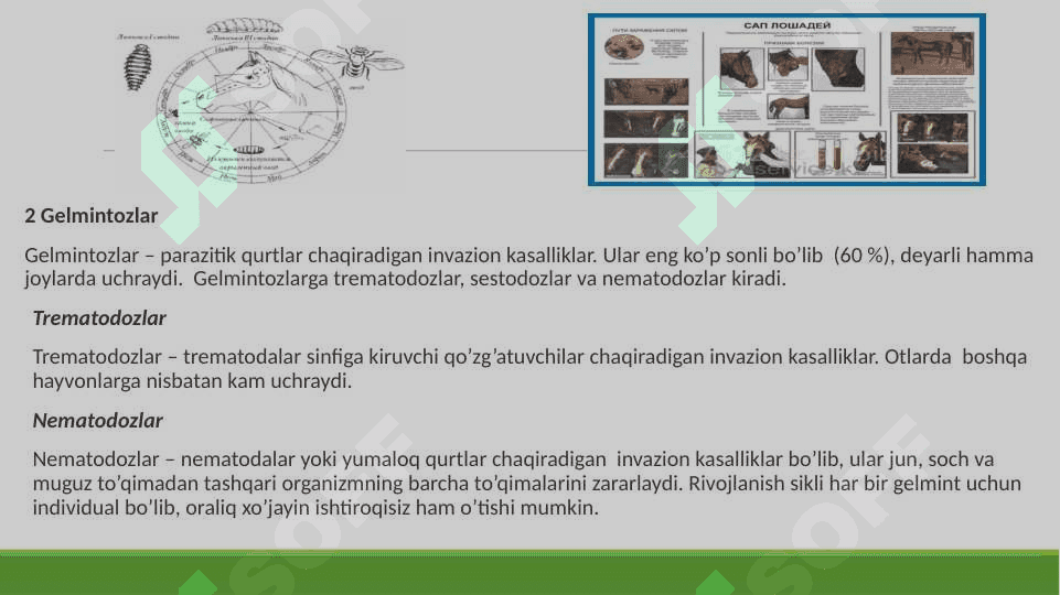 OTLARDA UCHRAYDIGAN INVAZION KASALLIKLARI 4