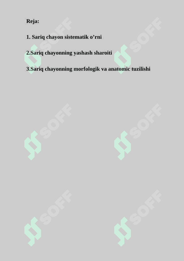 Sariq chayon 2