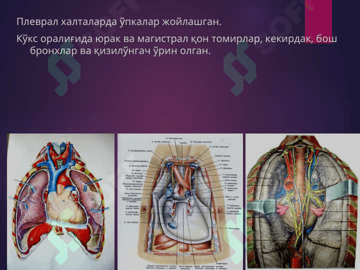 БЕЛ СОХАСИ ЖАРРОҲЛИК АНАТОМИЯСИ.   ОПЕРАЦИЯЛАР. 6