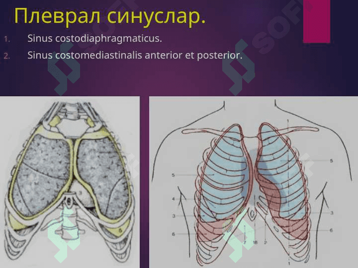 БЕЛ СОХАСИ ЖАРРОҲЛИК АНАТОМИЯСИ.   ОПЕРАЦИЯЛАР. 8