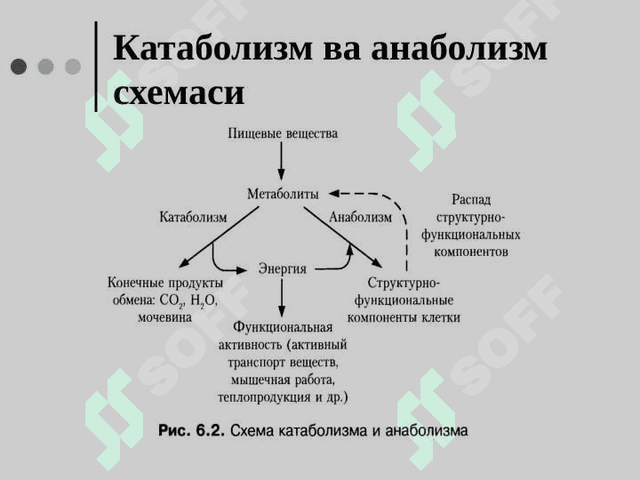 МОДДАЛАР АЛМАШИНУВИГА КИРИШ БИОЛОГИК МЕМБРАНАЛАР 7