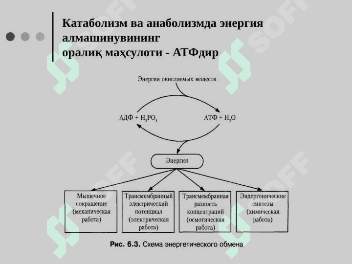 МОДДАЛАР АЛМАШИНУВИГА КИРИШ БИОЛОГИК МЕМБРАНАЛАР 8