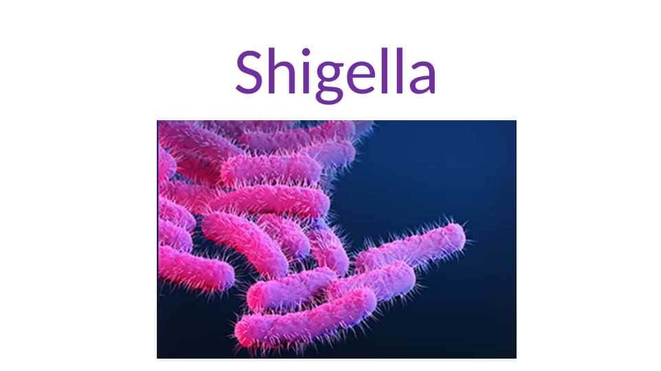 Shigella