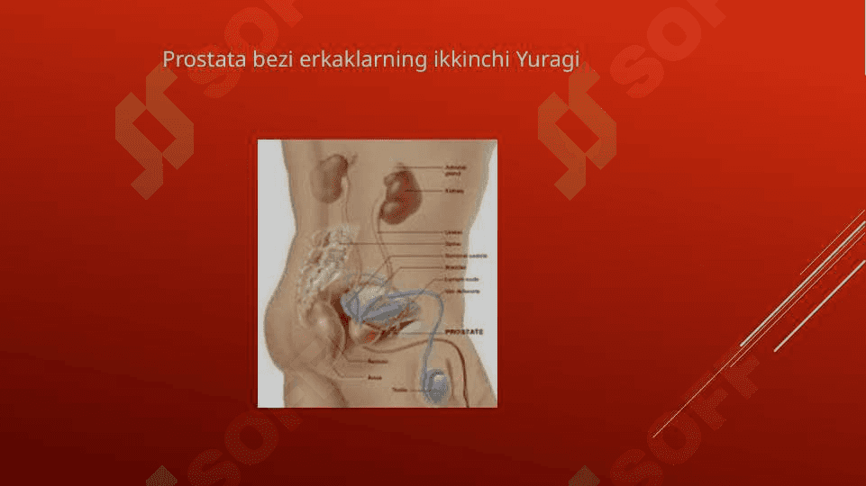 Prostata bezi adenomasi va uning yoshga bog’liq o’zgarishlari 5