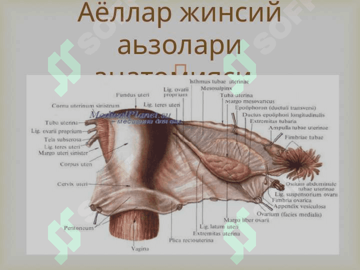 Ayollar jinsiy azolari joylashish varivojlanish nuqsonlari 2