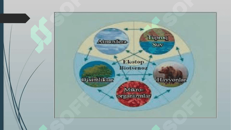 HAYOTNING EKOSISTEMA DARAJASI XUSUSIYATLARI.BIOGEOTSENOZ – BIOLOGIK SISTEMA 4