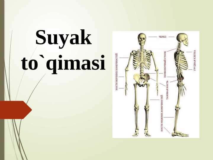 Suyak to`qimasi