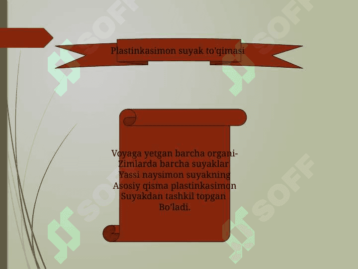 Suyak to`qimasi 6