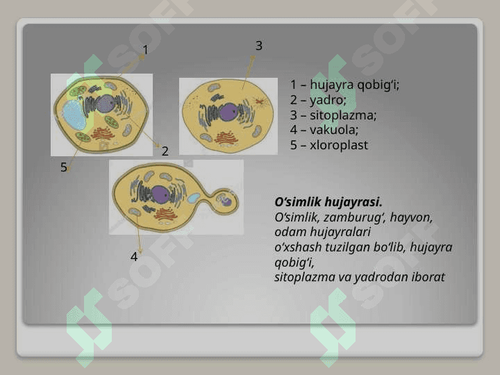 TIRIK ORGANIZMLARNING TUZULISHI 3